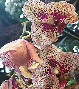 Удобрения для цветения орхидей