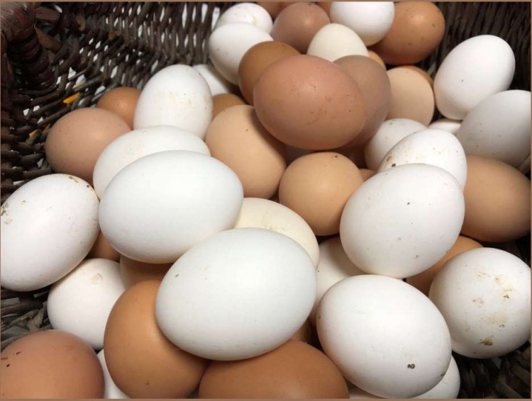 Куриное яйцо домашнее крупное 1 десяток