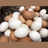 Куриное яйцо домашнее среднее 1 десяток